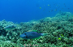 Reef scene.  Big Island, Hawaii.  Olympus SP350 and Inon ... by Bill Arle 